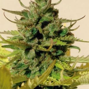 Image 1 of Tangie Auto cannabis by BlimBurn Seeds – Sativa Dominant – Suited for indoor growing – Feminized – Seed City