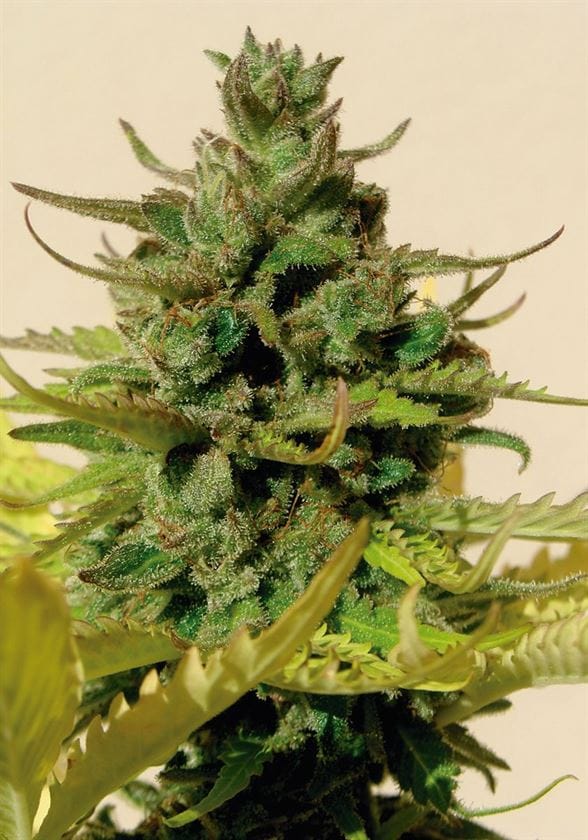Image 1 of Tangie Auto cannabis by BlimBurn Seeds – Sativa Dominant – Suited for indoor growing – Feminized – Seed City