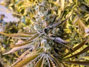 Tangie Ghost Train
