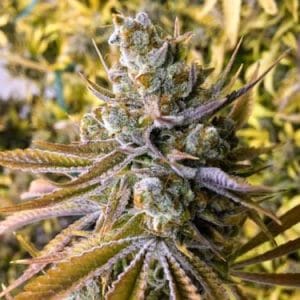 Image 1 of Tangie Ghost Train cannabis by Little Chief Collabs – Mostly Sativa – Euphoric – Fruity – Seed City