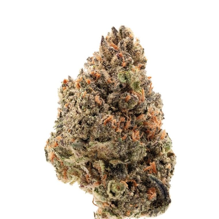 Image 1 of Tangie Punch cannabis by Growers Choice – Super Strength – Fruity – Beginning of October – Seed City