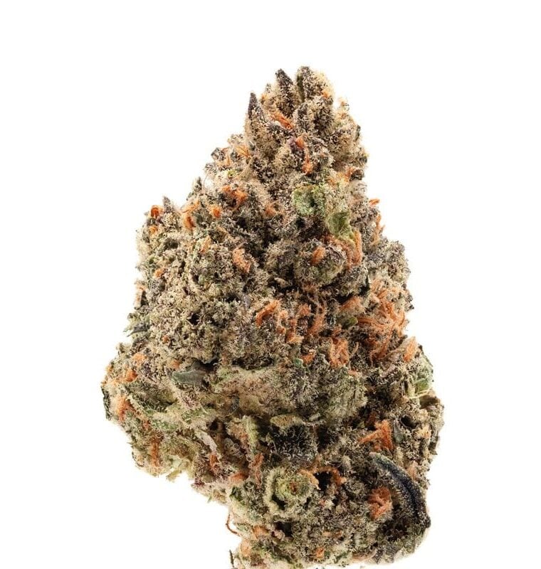 Image 1 of Tangie Punch cannabis by Growers Choice – Super Strength – Fruity – Beginning of October – Seed City