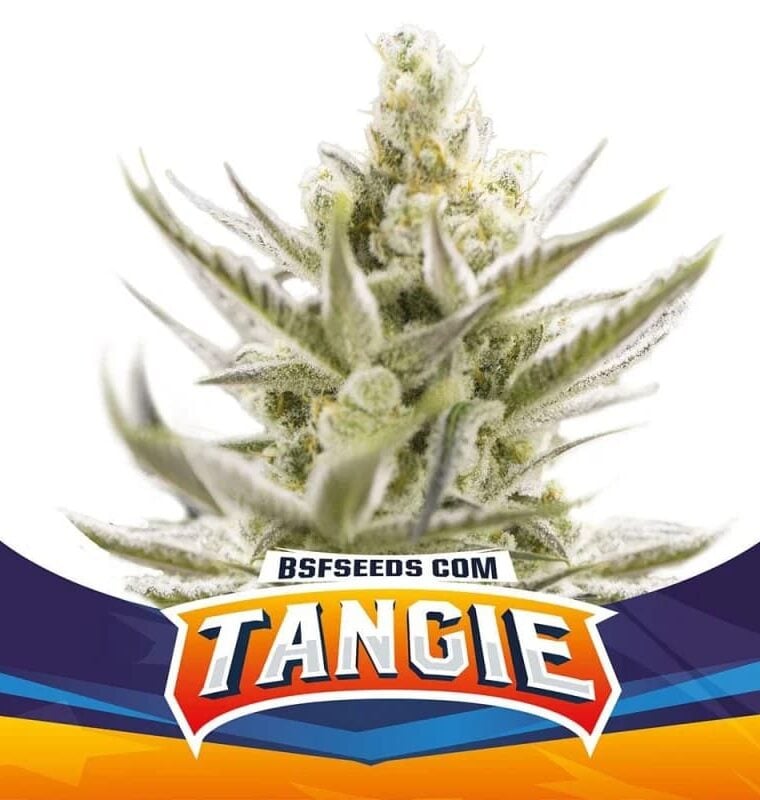 Tangie XXL Auto by BSF Seeds – Mostly Sativa – Stress Relief – Guaranteed female plants – image 1 – Seed City