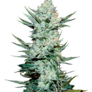 Tangie'matic by FastBuds – Body Stone – Citrus – Auto-Flowering – image 1 – Seed City