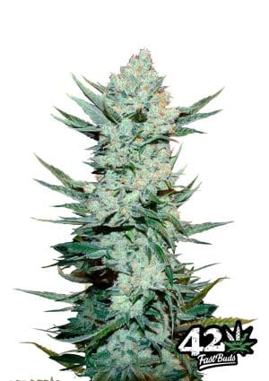 Tangie’matic
