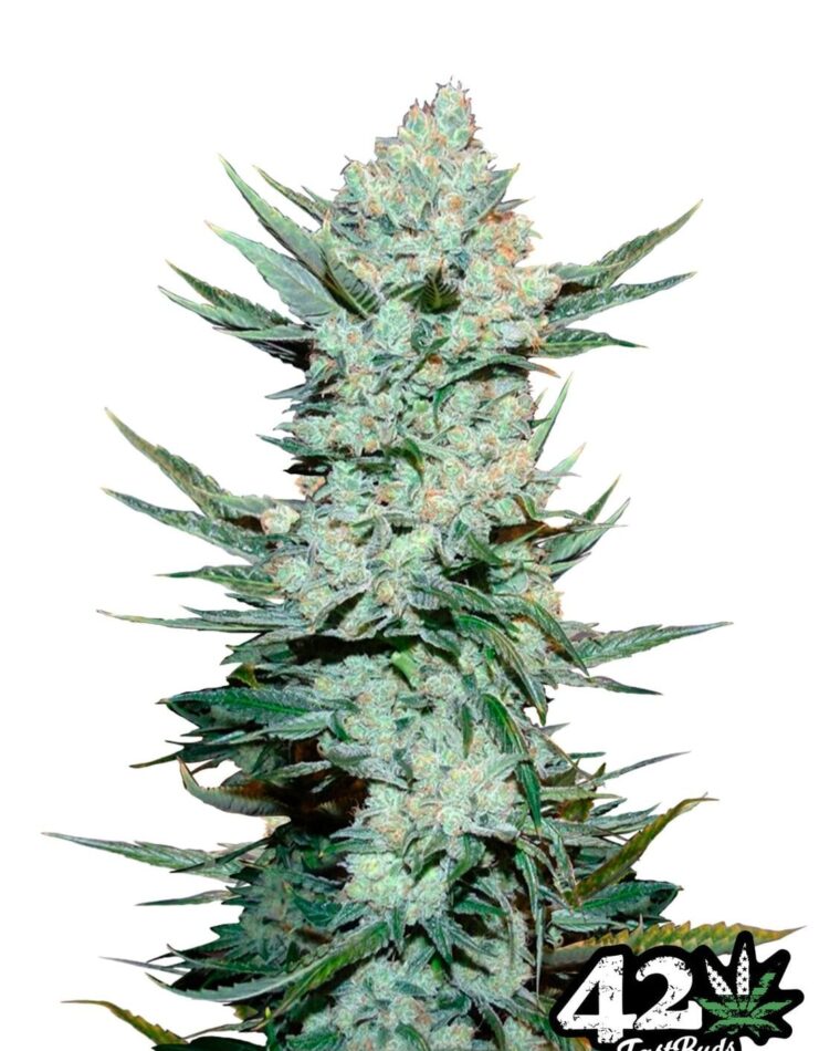 Tangie'matic by FastBuds – Body Stone – Citrus – Auto-Flowering – image 1 – Seed City