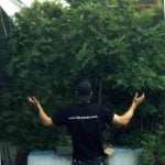 Image 2 of Tank cannabis by VIP Seeds – The End of September – Feminized – Social – Seed City