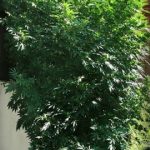Tank from VIP Seeds