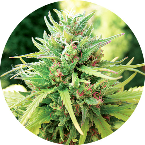 Good for outdoor grow – Citrus – Auto-Flowering – Taomatic strain – image 1 – from Top Tao Seeds via Seed City