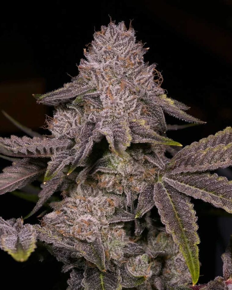 Tar by Archive Seeds – 12/12 Photoperiod – Regular – Suited for indoor growing – image 1 – Seed City