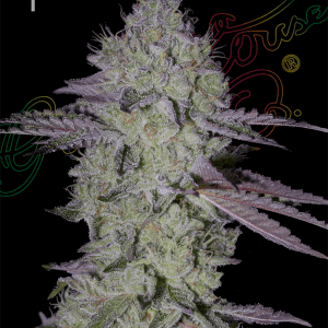 Vanilla – Mostly Indica – Super Strength – Tarte Tatin strain – image 1 – from Green House Seeds via Seed City
