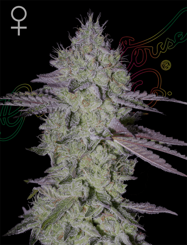 Vanilla – Mostly Indica – Super Strength – Tarte Tatin strain – image 1 – from Green House Seeds via Seed City