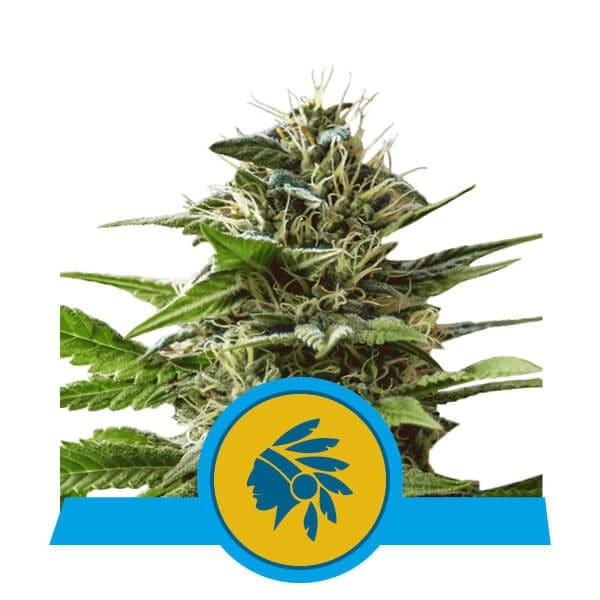 Tatanka Pure CBD cannabis seeds – High CBD – Mostly Indica – Outdoor cultivation – image 1 from Seed City