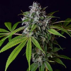 Tenzin Chem 78