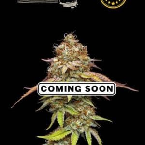 Terp & Tonic by Seed Stockers – Outdoor – Middle of October – 12/12 Photoperiod – image 1 – Seed City