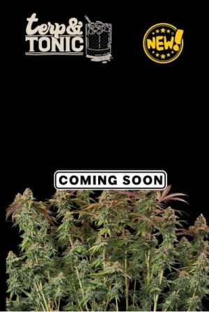 Terp & Tonic Auto