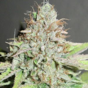 Terpatron 3000 by Ultra Genetics – Fruity – Good for outdoor grow – Mostly Indica – image 1 – Seed City