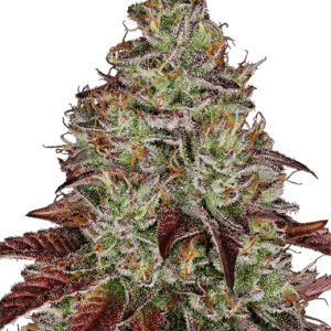 Tezla OG cannabis seeds – Good for outdoor grow – Earthy – Cerebral – image 1 from Seed City