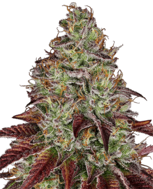 Tezla OG
