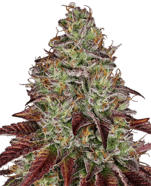 Tezla OG cannabis seeds – Good for outdoor grow – Earthy – Cerebral – image 1 from Seed City