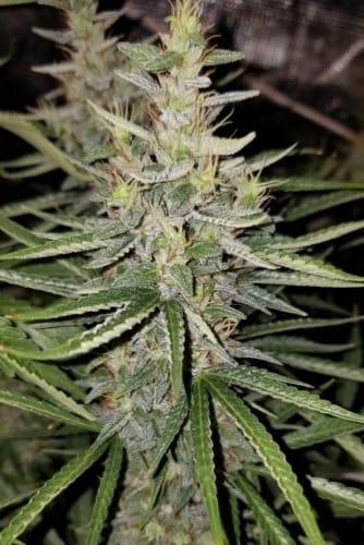 Thai x Panama from Ace Seed bank