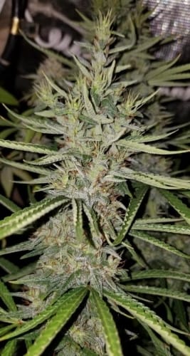 showing Euphoric – Spicy – The End of October – image 2 – Seed City