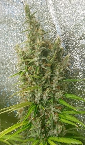 Thai x Panama from Ace Seed bank