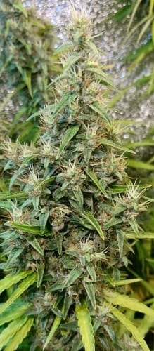 showing Spicy – Indoor-friendly – Sativa – image 3 – Seed City
