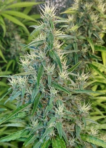 Thai x Panama from Ace Seed bank