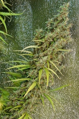 12/12 Photoperiod – Sativa – Spicy – Thai x Panama strain – image 5 – from Ace Seed bank via Seed City