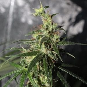 Thai A5 Haze