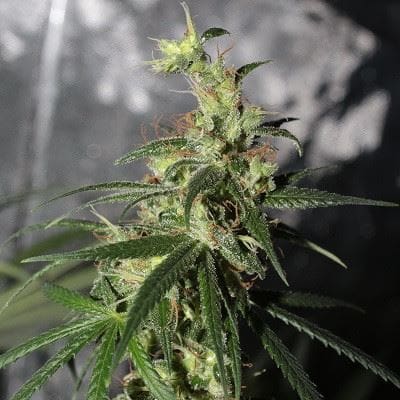 Image 1 of Thai A5 Haze cannabis by Ace Seed bank – Creative – Sativa-leaning – Feminized – Seed City