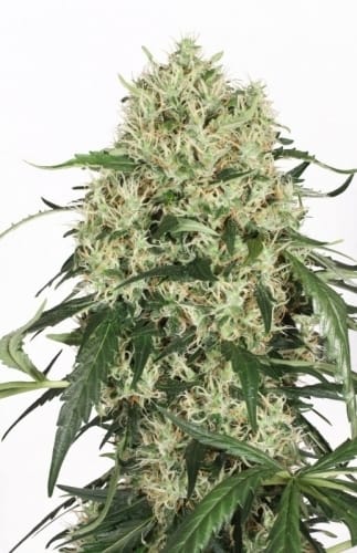 The Ultimate cannabis seeds – Indoor – Feminized – Short (up to 80cm) – image 7 from Seed City