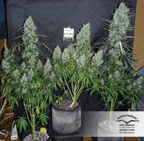 12/12 Photoperiod – Indoor – High Yielding – The Ultimate strain – image 11 – from Dutch Passion Seeds via Seed City