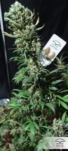 The Ultimate by Dutch Passion Seeds – High Yielding – Short (up to 80cm) – Resistant to Mould – image 17 – Seed City