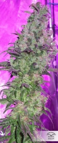 showing Resistant to Mould – Feminized – 12/12 Photoperiod – image 21 – Seed City