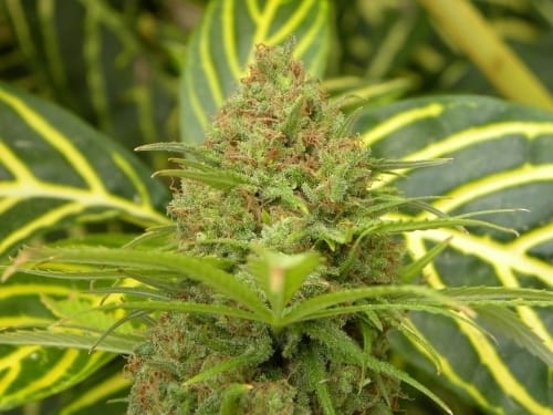The Cure (Afghan Skunk x Haze AC) cannabis seeds – Mostly Sativa – High Yielding – Regular – image 3 from Seed City