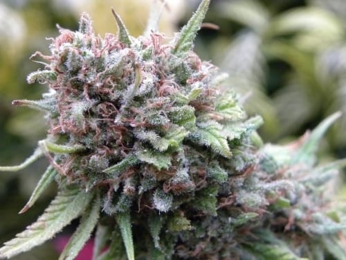 The Cure (Afghan Skunk x Haze AC) cannabis – image 4 – Seed City