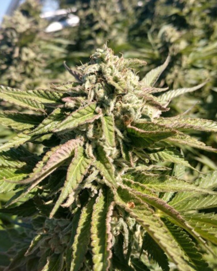The Azucar cannabis seeds – Regular – Suited for indoor growing – 50% Indica/50% Sativa – image 1 from Seed City