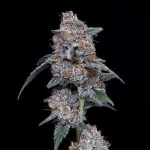 The Big Mac Autoflowering cannabis seeds – Mostly Indica – Indoor-friendly – Auto-Flowering – image 1 from Seed City