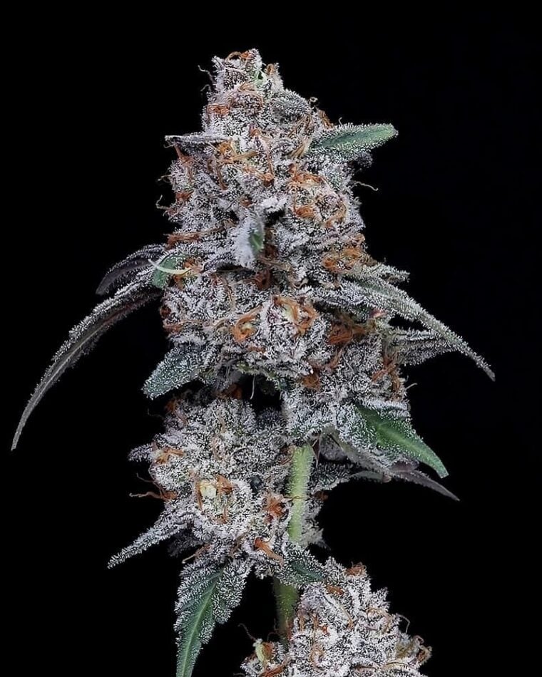 The Big Mac Autoflowering cannabis seeds – Mostly Indica – Indoor-friendly – Auto-Flowering – image 1 from Seed City