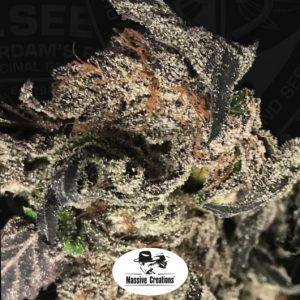 The Black Apple Hitchcock cannabis – image 1 – Seed City