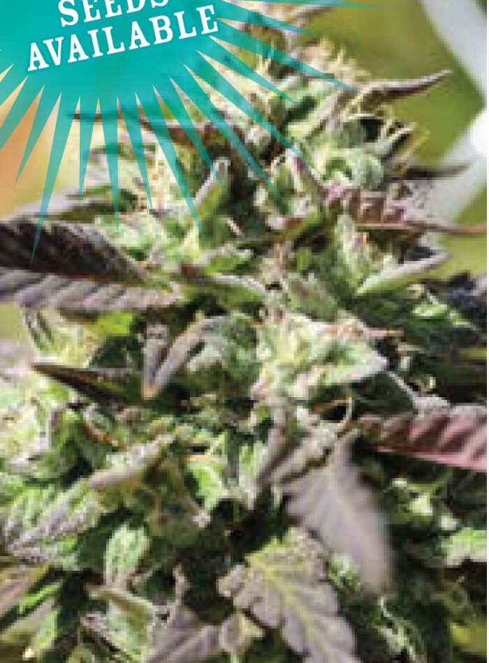 The Bling by Humboldt Seed Company – Guaranteed female plants – Floral – Suited for indoor growing – image 1 – Seed City