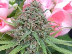 The Cure (Afghan Skunk x Haze AC)