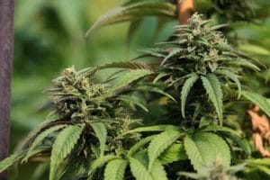 The Fruity Fuzz #33