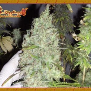 The Incredible Bulk by Dr Krippling Seeds – Mostly Indica – Feminized – Super Strength – image 1 – Seed City