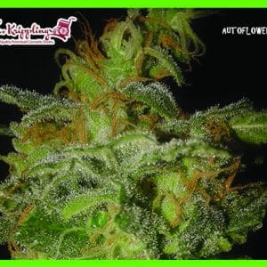 The Incredible Bulk Auto cannabis seeds – Large yield – Guaranteed female plants – Indoor – image 1 from Seed City
