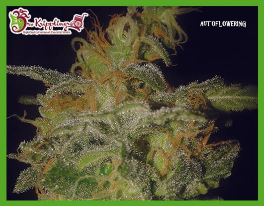 The Incredible Bulk Auto cannabis seeds – Large yield – Guaranteed female plants – Indoor – image 1 from Seed City