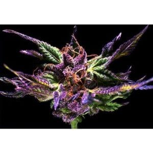 Original Grand Daddy Purp