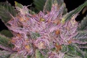 The Purp